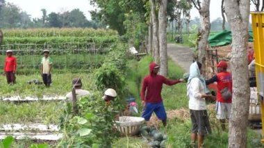 İnsanlar tarlada karpuz topluyor.