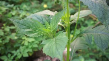 Crassocephalum crepidioides 'i kapatın (ateş otu, ebolo, kalın kafalı, kızıl çiçek ragleaf, sintrong, sentrong olarak da bilinir). Etli, sümüksü yaprakları ve sapları sebze gibi yenir..