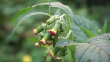 Crassocephalum crepidioides 'i kapatın (ateş otu, ebolo, kalın kafalı, kızıl çiçek ragleaf, sintrong, sentrong olarak da bilinir). Etli, sümüksü yaprakları ve sapları sebze gibi yenir..