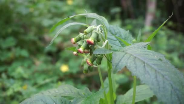 Close Crassocephalum Crepidioides Also Called Fireweed Ebolo Thickhead Redflower Ragleaf — Stock Video