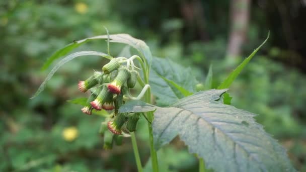 Close Crassocephalum Crepidioides Também Chamado Fireweed Ebolo Thickhead Ragleaf Redflower — Vídeo de Stock