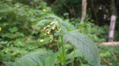Crassocephalum crepidioides 'i kapatın (ateş otu, ebolo, kalın kafalı, kızıl çiçek ragleaf, sintrong, sentrong olarak da bilinir). Etli, sümüksü yaprakları ve sapları sebze gibi yenir..