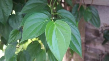 Betel (Piper betle) bitkisel bitki. Endonezya 'da ilaç olarak kullanılır (jamu). Betel yaprağı özü önemli yan etkilere neden olmamıştır, ama betel çıkış kullanımı ile yan etkileri vardır.