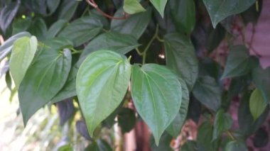 Betel (Piper betle) bitkisel bitki. Endonezya 'da ilaç olarak kullanılır (jamu). Betel yaprağı özü önemli yan etkilere neden olmamıştır, ama betel çıkış kullanımı ile yan etkileri vardır.