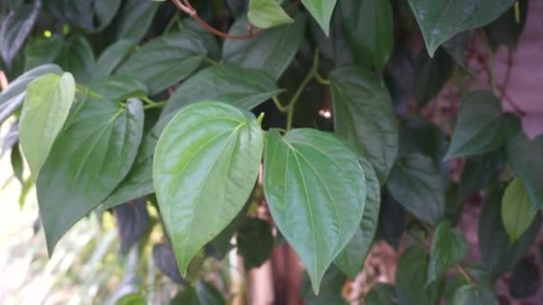 Betel Piper Betle Plante Bază Plante Indonezia Utilizarea Medicament Jamu — Videoclip de stoc