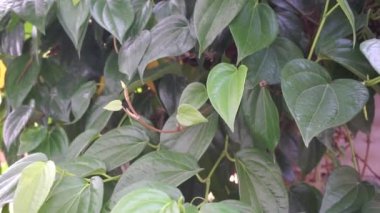 Betel (Piper betle) bitkisel bitki. Endonezya 'da ilaç olarak kullanılır (jamu). Betel yaprağı özü önemli yan etkilere neden olmamıştır, ama betel çıkış kullanımı ile yan etkileri vardır.