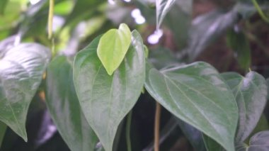 Betel (Piper betle) bitkisel bitki. Endonezya 'da ilaç olarak kullanılır (jamu). Betel yaprağı özü önemli yan etkilere neden olmamıştır, ama betel çıkış kullanımı ile yan etkileri vardır.