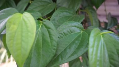 Betel (Piper betle) bitkisel bitki. Endonezya 'da ilaç olarak kullanılır (jamu). Betel yaprağı özü önemli yan etkilere neden olmamıştır, ama betel çıkış kullanımı ile yan etkileri vardır.