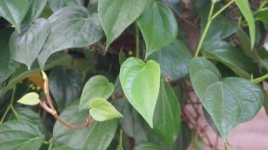 Betel (Piper betle) bitkisel bitki. Endonezya 'da ilaç olarak kullanılır (jamu). Betel yaprağı özü önemli yan etkilere neden olmamıştır, ama betel çıkış kullanımı ile yan etkileri vardır.