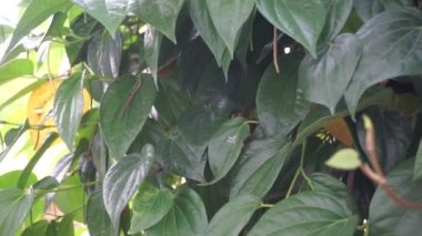 Betel (Piper betle) bitkisel bitki. Endonezya 'da ilaç olarak kullanılır (jamu). Betel yaprağı özü önemli yan etkilere neden olmamıştır, ama betel çıkış kullanımı ile yan etkileri vardır.