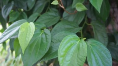 Betel (Piper betle) bitkisel bitki. Endonezya 'da ilaç olarak kullanılır (jamu). Betel yaprağı özü önemli yan etkilere neden olmamıştır, ama betel çıkış kullanımı ile yan etkileri vardır.