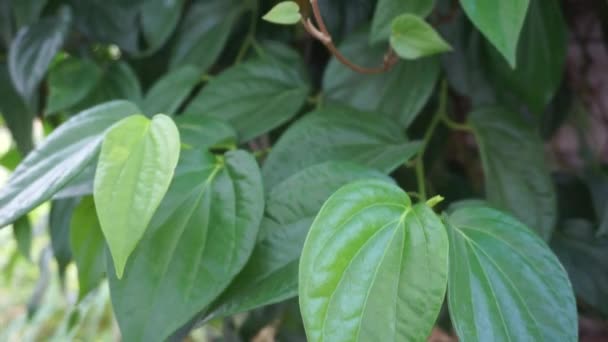 Kräuterpflanze Betel Piper Betle Indonesien Verwendung Als Medizin Jamu Wurde — Stockvideo