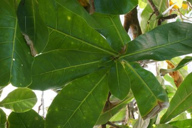 Doğal bir geçmişi olan Barringtonia asiatica meyvesi. Bu bitkiye Barringtonia asiatika, balık zehri ağacı, putat, deniz zehri ağacı, Barringtonia ve futu da denir.