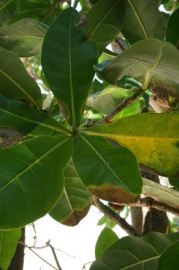 Doğal bir geçmişi olan Barringtonia asiatica meyvesi. Bu bitkiye Barringtonia asiatika, balık zehri ağacı, putat, deniz zehri ağacı, Barringtonia ve futu da denir.