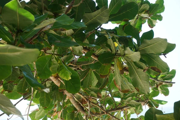 自然を背景にしたバリントニア アジア フルーツ この植物は Barringtonia Asiatica 魚毒の木 パット 海毒の木 BarringtoniaとFutuとも呼ばれます — ストック写真
