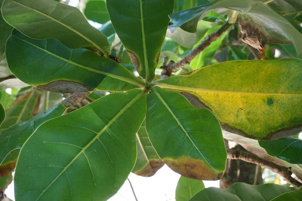 自然を背景にしたバリントニア アジア フルーツ この植物は Barringtonia Asiatica 魚毒の木 パット 海毒の木 BarringtoniaとFutuとも呼ばれます — ストック写真