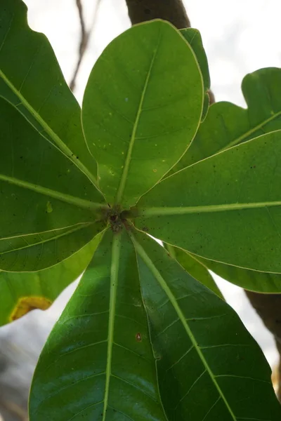 Barringtonia Asiatica Fruit Met Een Natuurlijke Achtergrond Deze Plant Ook — Stockfoto