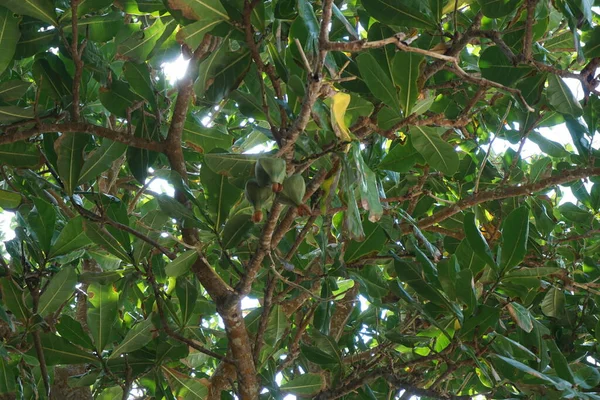 Barringtonia Asiatica Frucht Mit Natürlichem Hintergrund Diese Pflanze Wird Auch — Stockfoto