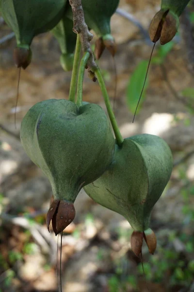 Barringtonia asiatica fruit with a natural background. This plant also calledBarringtonia asiatica, fish poison tree, putat, sea poison tree, Barringtonia and futu