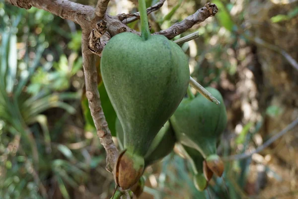 Φρούτα Barringtonia Asiatica Φυσικό Υπόβαθρο Αυτό Φυτό Ονομάζεται Επίσης Barringtonia — Φωτογραφία Αρχείου