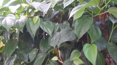 Betel (Piper betle) bitkisel bitki. Endonezya 'da ilaç olarak kullanılır (jamu). Betel yaprağı özü önemli yan etkilere neden olmamıştır, ama betel çıkış kullanımı ile yan etkileri vardır.