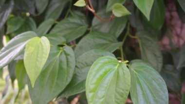 Betel (Piper betle) bitkisel bitki. Endonezya 'da ilaç olarak kullanılır (jamu). Betel yaprağı özü önemli yan etkilere neden olmamıştır, ama betel çıkış kullanımı ile yan etkileri vardır.