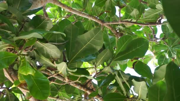 Barringtonia Asiatica Fruta Con Fondo Natural Esta Planta También Llama — Vídeo de stock