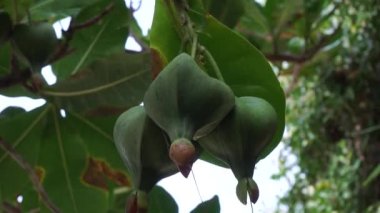 Doğal bir geçmişi olan Barringtonia asiatica meyvesi. Bu bitkiye Barringtonia asiatika, balık zehri ağacı, putat, deniz zehri ağacı, Barringtonia ve futu da denir.