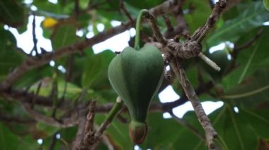 Doğal bir geçmişi olan Barringtonia asiatica meyvesi. Bu bitkiye Barringtonia asiatika, balık zehri ağacı, putat, deniz zehri ağacı, Barringtonia ve futu da denir.