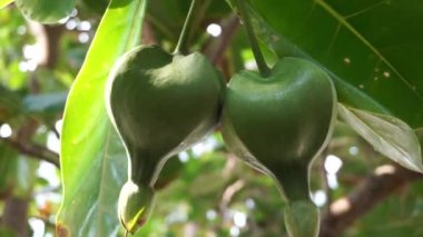 Doğal bir geçmişi olan Barringtonia asiatica meyvesi. Bu bitkiye Barringtonia asiatika, balık zehri ağacı, putat, deniz zehri ağacı, Barringtonia ve futu da denir.
