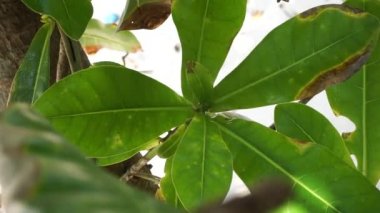 Doğal bir geçmişi olan Barringtonia asiatica meyvesi. Bu bitkiye Barringtonia asiatika, balık zehri ağacı, putat, deniz zehri ağacı, Barringtonia ve futu da denir.