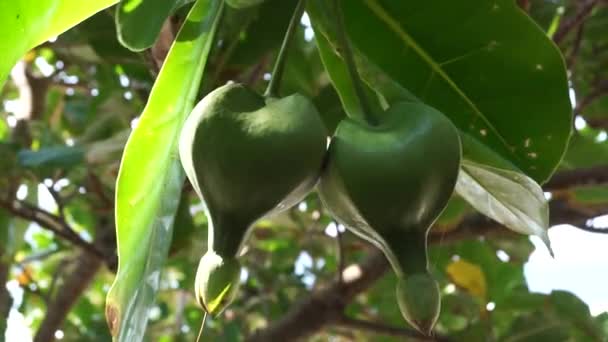 Fruta Barringtonia Asiatica Com Fundo Natural Esta Planta Também Chamou — Vídeo de Stock