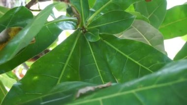 Doğal bir geçmişi olan Barringtonia asiatica meyvesi. Bu bitkiye Barringtonia asiatika, balık zehri ağacı, putat, deniz zehri ağacı, Barringtonia ve futu da denir.