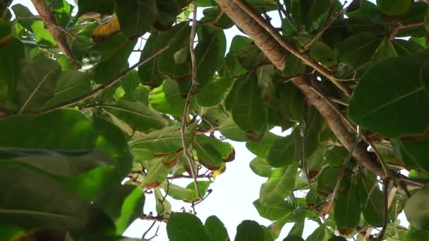 Barringtonia Asiatica Frucht Mit Natürlichem Hintergrund Diese Pflanze Wird Auch — Stockvideo