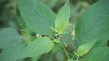 Solanum nigrum (siyah gece tonu, ranti, lenca, böğürtlen üzümü, Avrupa siyah gece tonu) doğal arka planda bulunur. Tesisin, antik Yunanistan 'a dayanan tıbbi kullanım geçmişi var..