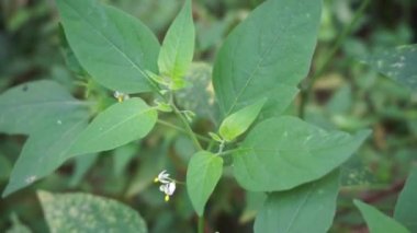 Solanum nigrum (siyah gece tonu, ranti, lenca, böğürtlen üzümü, Avrupa siyah gece tonu) doğal arka planda bulunur. Tesisin, antik Yunanistan 'a dayanan tıbbi kullanım geçmişi var..