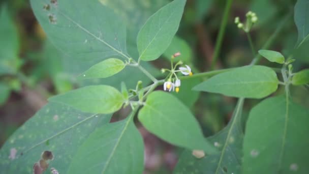 Solanum Nigrum Černý Noční Stín Ranti Lenca Ostružinový Odstín Evropský — Stock video