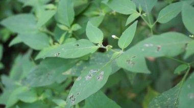 Solanum nigrum (siyah gece tonu, ranti, lenca, böğürtlen üzümü, Avrupa siyah gece tonu) doğal arka planda bulunur. Tesisin, antik Yunanistan 'a dayanan tıbbi kullanım geçmişi var..