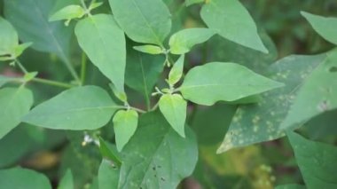 Solanum nigrum (siyah gece tonu, ranti, lenca, böğürtlen üzümü, Avrupa siyah gece tonu) doğal arka planda bulunur. Tesisin, antik Yunanistan 'a dayanan tıbbi kullanım geçmişi var..