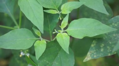 Solanum nigrum (siyah gece tonu, ranti, lenca, böğürtlen üzümü, Avrupa siyah gece tonu) doğal arka planda bulunur. Tesisin, antik Yunanistan 'a dayanan tıbbi kullanım geçmişi var..
