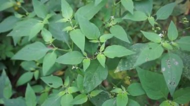 Solanum nigrum (siyah gece tonu, ranti, lenca, böğürtlen üzümü, Avrupa siyah gece tonu) doğal arka planda bulunur. Tesisin, antik Yunanistan 'a dayanan tıbbi kullanım geçmişi var..