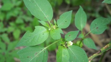 Solanum nigrum (siyah gece tonu, ranti, lenca, böğürtlen üzümü, Avrupa siyah gece tonu) doğal arka planda bulunur. Tesisin, antik Yunanistan 'a dayanan tıbbi kullanım geçmişi var..