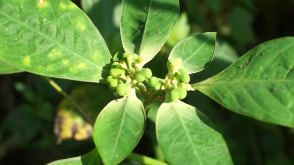 Euphorbia Heterophylla Planta Fuego Euforbia Pintada Poinsettia Japonesa Poinsettia Del — Vídeo de stock