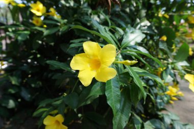 Doğal bir geçmişi olan Allamanda schottii. Allamanda brasiliensis, Allamanda Cathartica ve Allamanda Magnifica olarak da bilinir.