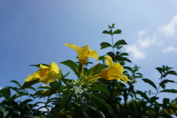 Allamanda Schottii Avec Fond Naturel Aussi Appelé Allamanda Brasiliensis Allamanda — Photo