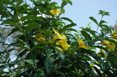Doğal bir geçmişi olan Allamanda schottii. Allamanda brasiliensis, Allamanda Cathartica ve Allamanda Magnifica olarak da bilinir.