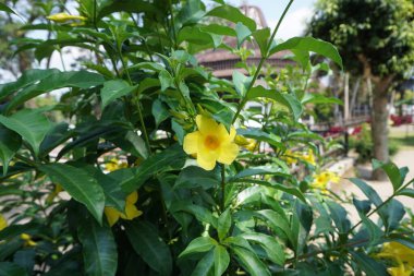 Doğal bir geçmişi olan Allamanda schottii. Allamanda brasiliensis, Allamanda Cathartica ve Allamanda Magnifica olarak da bilinir.