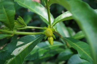 Doğal bir geçmişi olan Allamanda schottii. Allamanda brasiliensis, Allamanda Cathartica ve Allamanda Magnifica olarak da bilinir.