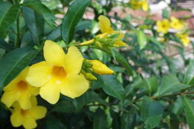 Doğal bir geçmişi olan Allamanda schottii. Allamanda brasiliensis, Allamanda Cathartica ve Allamanda Magnifica olarak da bilinir.