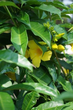 Doğal bir geçmişi olan Allamanda schottii. Allamanda brasiliensis, Allamanda Cathartica ve Allamanda Magnifica olarak da bilinir.
